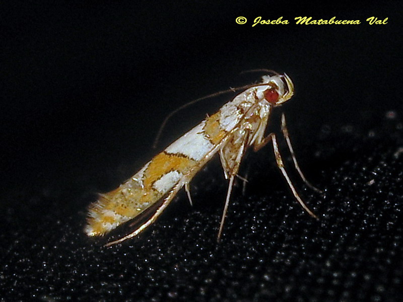 Spulerina simploniella - Gracillariidae ? S